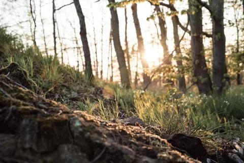 A tree next to a rock Stock Photos