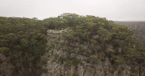 A tree next to a rock wall Stock Footage 155464096