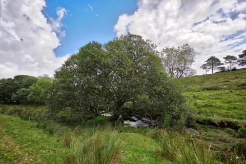Tree next to a Stream Stock Photos