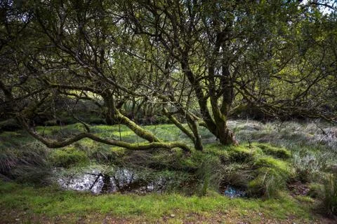 Tree next to a Stream within Dartmoor National Park Stock Photos