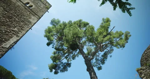 Tree next to Torre Maggiore at Villa Rufolo in Ravello, Italy Stock Footage 251966171