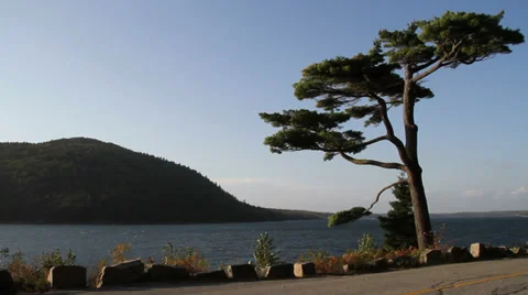 Tree next to water Stock Footage 28635268