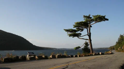 Tree next to water Stock Footage 28650594