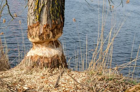 A tree nibbled to the ground with a beaver, which will soon collapse. Stock Photos