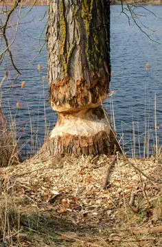A tree nibbled to the ground with a beaver, which will soon collapse. Stock Photos