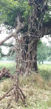 Tree is nice pic Stock Photos