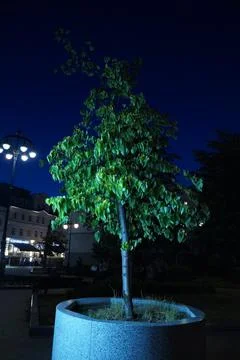 Tree in the night with backlight 库存照片