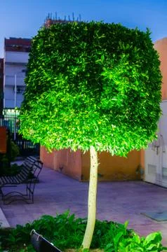 Tree with night lighting Stock Photos