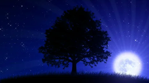 Tree at Night with Moon (Animated Background) Stock Footage 673799