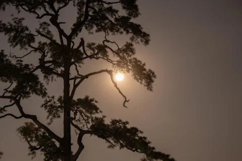 The tree at night with the moon background. Foto stock
