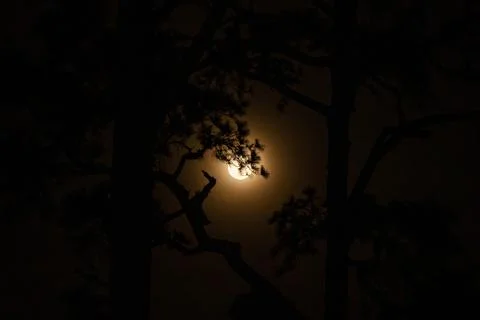 The tree at night with the moon background. Stock Photos