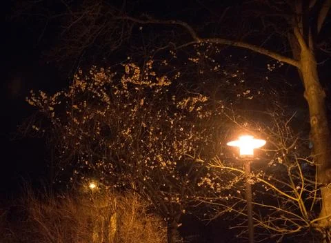 Tree in the night part two Stock Photos