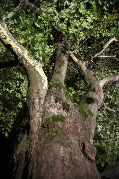 Tree at night Stock Photos