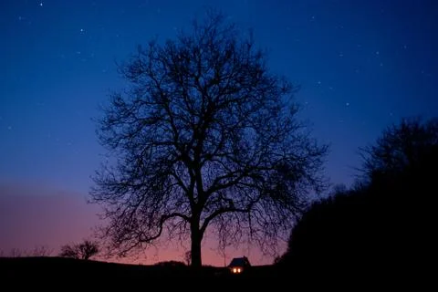 Tree at night Stock-Fotos