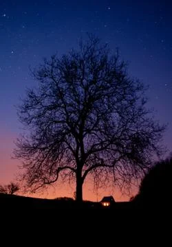 Tree at night Stock Photos