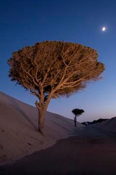 Tree at night Stock Photos