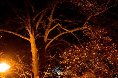 Tree in the night with Stock Photos