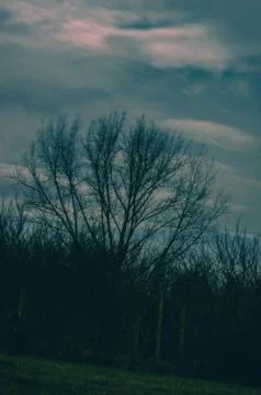 Tree in the night Stock Photos