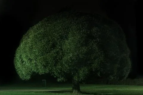 Tree at night 스톡 사진