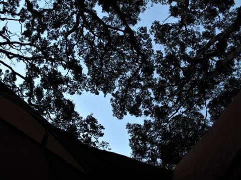 Tree in the night Stock Photos