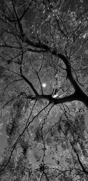 Tree at night Foto stock