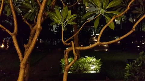 A tree at night Stock Photos