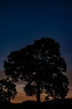 Tree Night Shot Stock Photos
