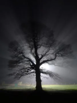 Tree night shot Stock Photos