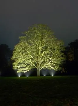 Tree night shot Stock Photos