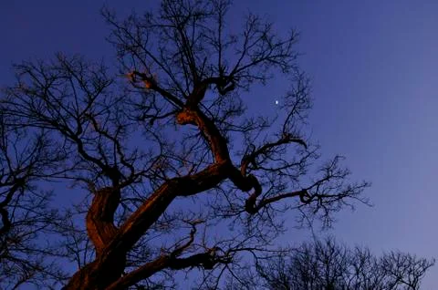 Tree, night sky, moon Fotos Stock