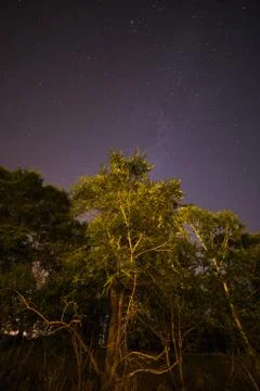 Tree in the night sky Stock Photos