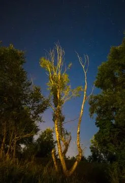 Tree in the night sky Stock Photos