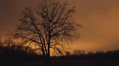 Tree night timelapse Vídeo Stock 43063295