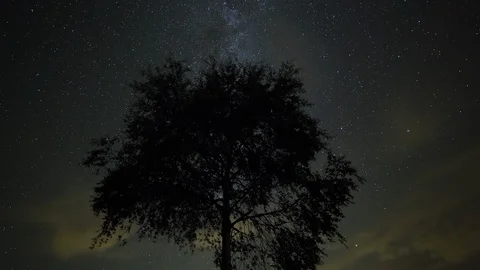 Tree Night Timelapse 動画素材 86323912