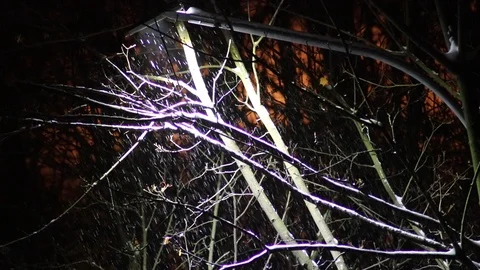 Tree at night in winter snowfall. Blue light from the lantern. Video stock 99383124