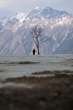 Tree with no leafs in an open field in front of a huge himalayan mountain Stock Photos