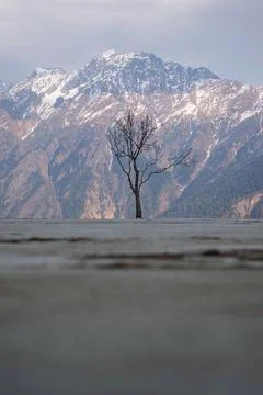 Tree with no leafs in an open field in front of a huge himalayan mountain Stock Photos
