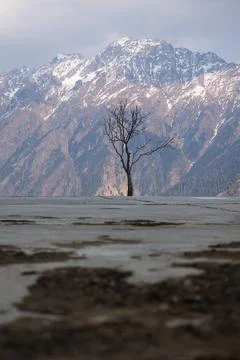 Tree with no leafs in an open field in front of a huge himalayan mountain Stock Photos
