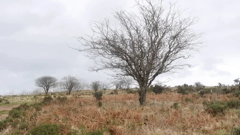 A tree with no leaves blows in the wind Stock Footage 126717669