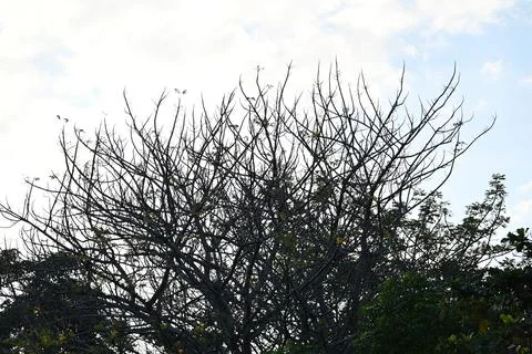 A tree with no leaves is in the foreground Stock Photos