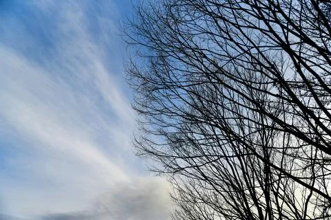 A tree with no leaves is in the foreground Stock Photos
