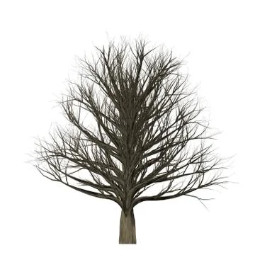 Tree with no leaves isolated on white background Stock Illustration