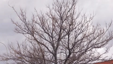 A tree with no leaves is in the middle of a cloudy sky Stock Footage 329299735