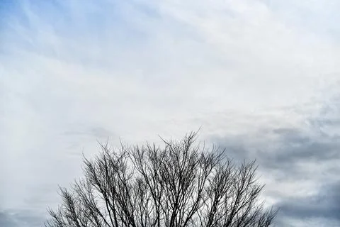 A tree with no leaves is in the middle of a cloudy sky Stock Photos