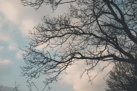 Tree with no leaves Stock Photos