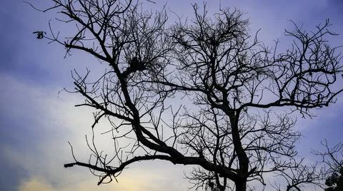 Tree with no leaves Stock Photos