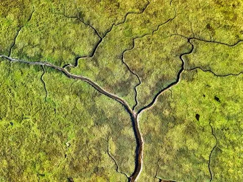 Tree with no leaves Stock Photos