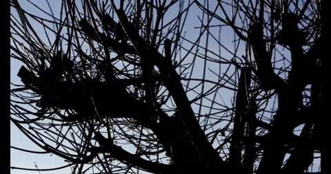 A tree with no leaves is silhouetted against a blue sky Stock Footage 296092809