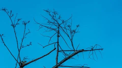 A tree with no leaves is standing in front of a blue sky Stock Photos
