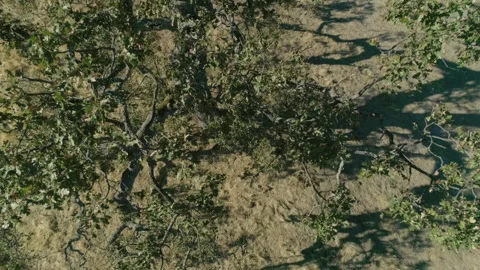 Tree in non urban area 動画素材 139049393